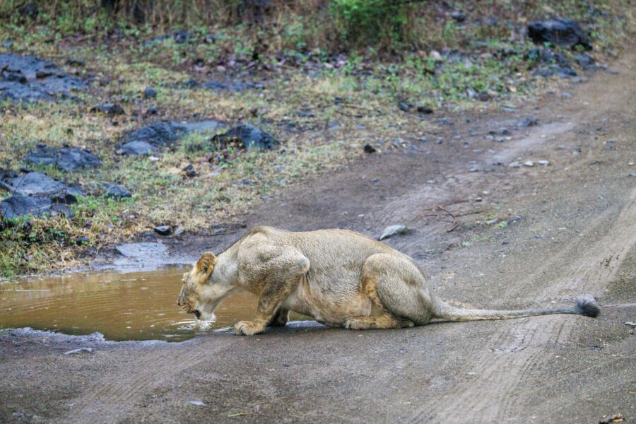 12-0L1A7904